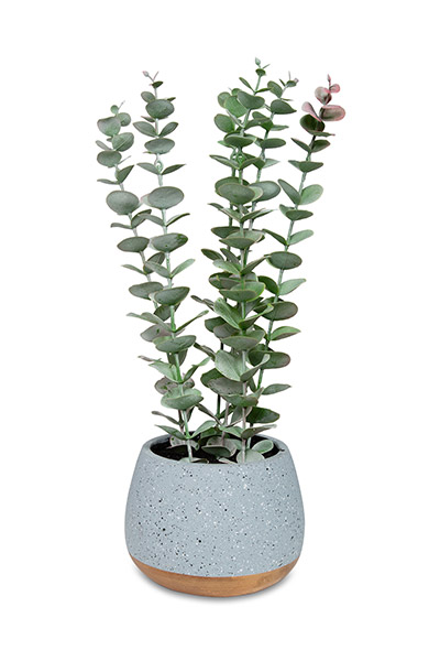 Растение искусственное Ламинария в интернет-магазине Ами